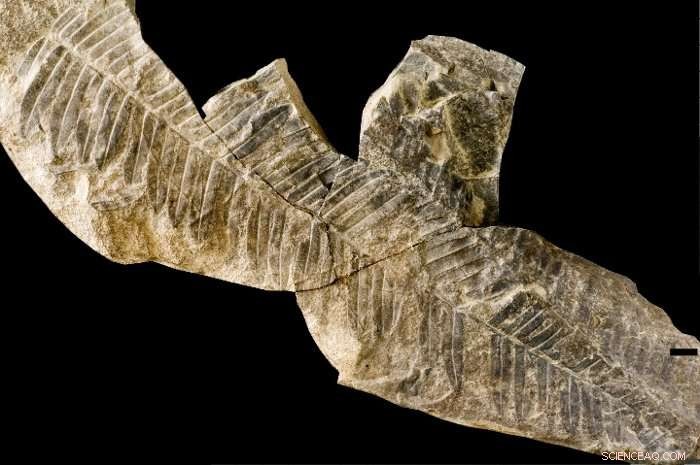 Leiden University Research Reveals 250 Fossil Tree Species in Jambi Are Actually One Species