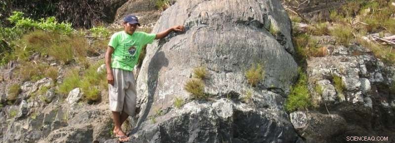 Leiden University Research Reveals 250 Fossil Tree Species in Jambi Are Actually One Species