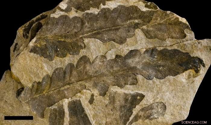 Leiden University Research Reveals 250 Fossil Tree Species in Jambi Are Actually One Species