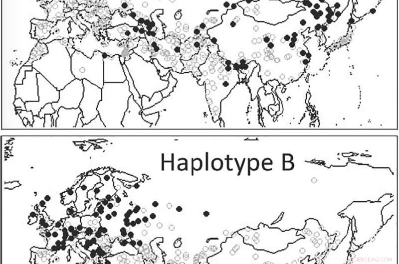 Ancient Chinese Barley Carries Unique Ppd-H1 Gene Mutation