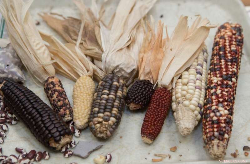 New Study Challenges Long‑Held Belief That Southwest Prehistoric Peoples Relied on Maize