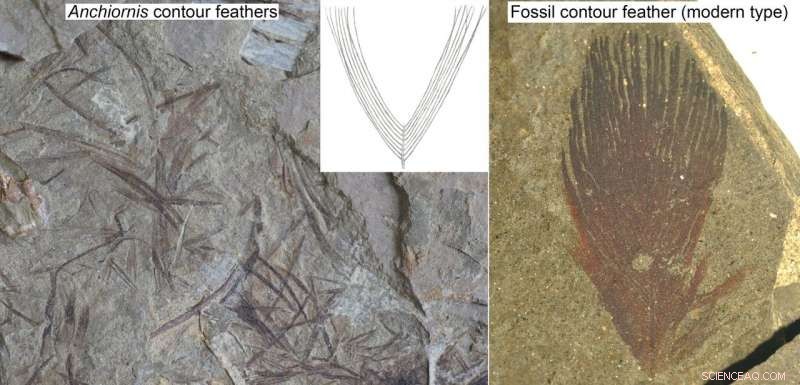 New Study Reveals Dinosaur Feathers Were Even Fluffier Than Previously Believed