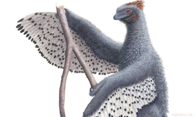 New Study Reveals Dinosaur Feathers Were Even Fluffier Than Previously Believed
