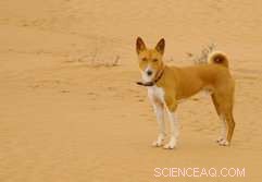 New Evidence Reveals Ancient Dog-Human Hunting Partnerships Over 8,000 Years Ago