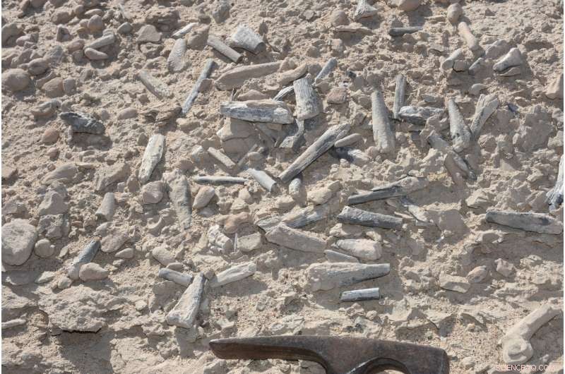 New Fossil Evidence Shows Pterosaur Hatchlings Required Parental Care
