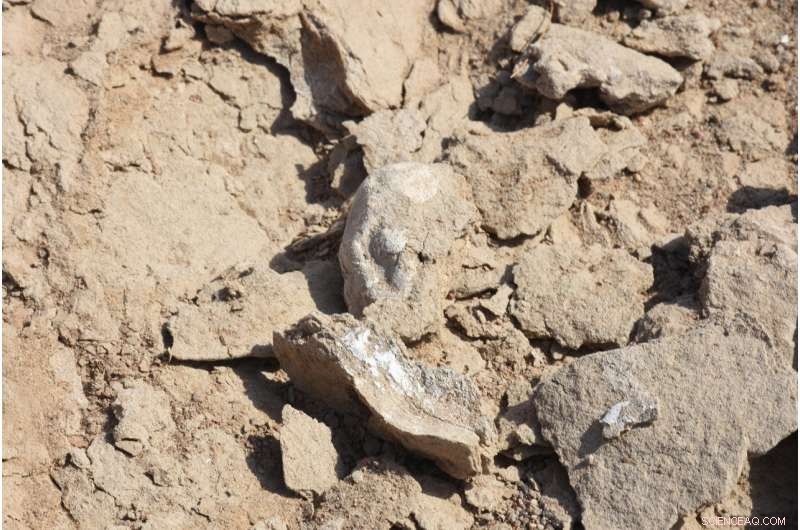 New Fossil Evidence Shows Pterosaur Hatchlings Required Parental Care