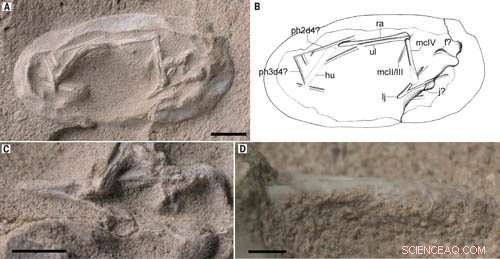 New Fossil Evidence Shows Pterosaur Hatchlings Required Parental Care