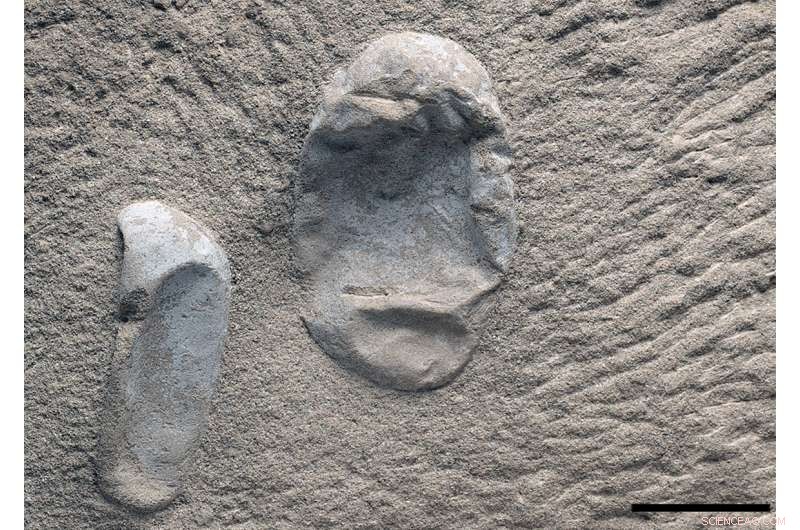 New Fossil Evidence Shows Pterosaur Hatchlings Required Parental Care