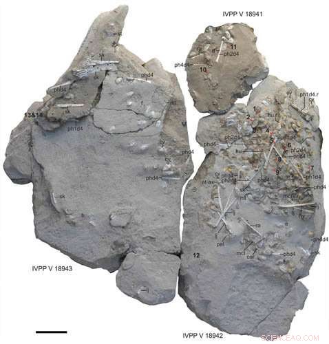 New Fossil Evidence Shows Pterosaur Hatchlings Required Parental Care