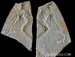 The Misidentified  Archaeopteryx : Unveiling a Predatory Anchiornithid Dinosaur