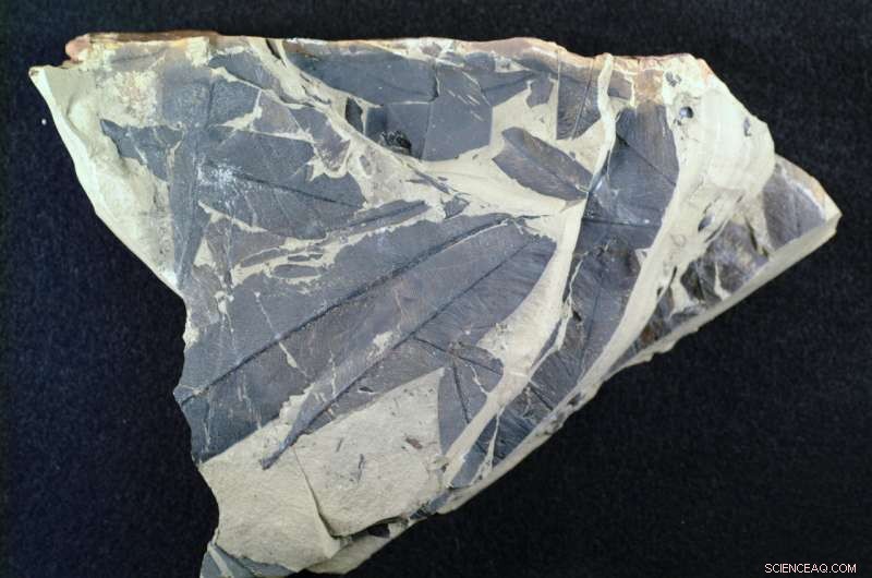 Collecting Petrified Antarctic Plants to Forecast Flora Response to Climate Warming