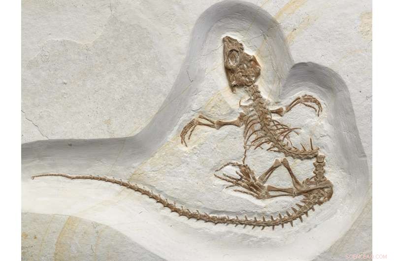 New Fossil Reveals How a 155‑Million‑Year‑Old Reptile Transitioned from Land to Sea