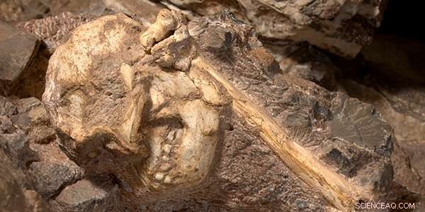 After 20 Years, Researchers Reveal the Most Complete Australopithecus Fossil Yet Discovered