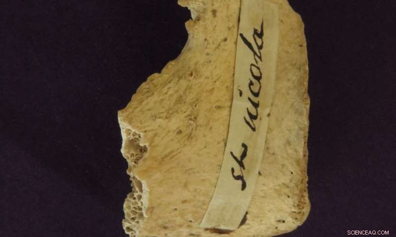 Ancient Remains Hint at the Real St. Nicholas – What the Bones Reveal