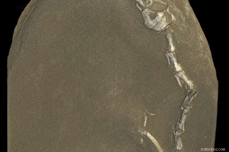 Synchrotron Imaging Reveals Amphibious Lifestyle of New Raptorial Dinosaur