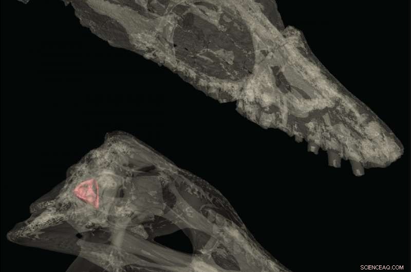 Inner Ear Structures of Extinct Marine Reptiles Mirror Those of Modern Species