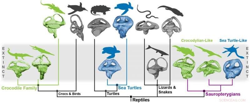 Inner Ear Structures of Extinct Marine Reptiles Mirror Those of Modern Species