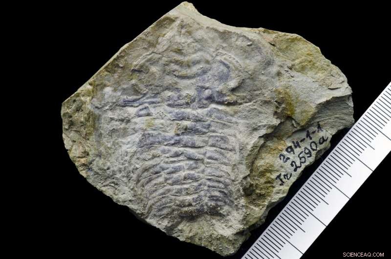 Study Reveals 530‑Million‑Year‑Old Fossil May Contain Earth s Oldest Eye