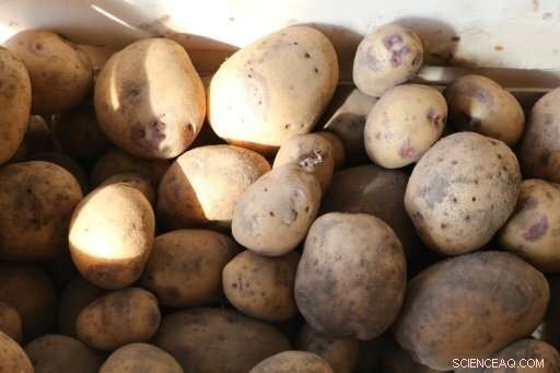 How Potatoes Helped End European Conflicts: The Unexpected Role of a Simple Crop