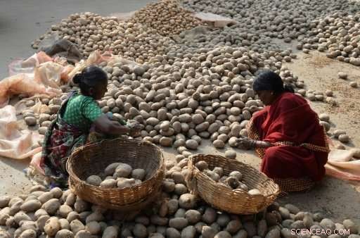 How Potatoes Helped End European Conflicts: The Unexpected Role of a Simple Crop