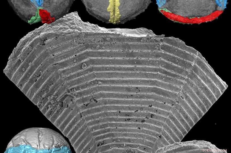Half a Billion Years Later: Fossil ‘Orphans’ Reunited With Their Ancestors