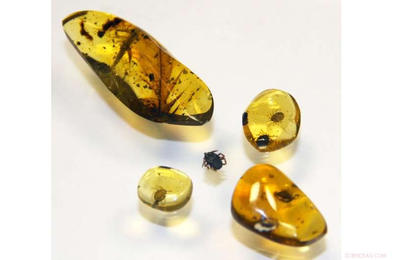 100‑Million‑Year‑Old Amber Reveals Ticks Parasitizing Feathered Dinosaurs