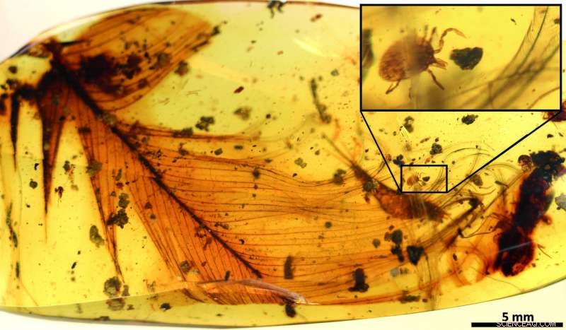 100‑Million‑Year‑Old Amber Reveals Ticks Parasitizing Feathered Dinosaurs