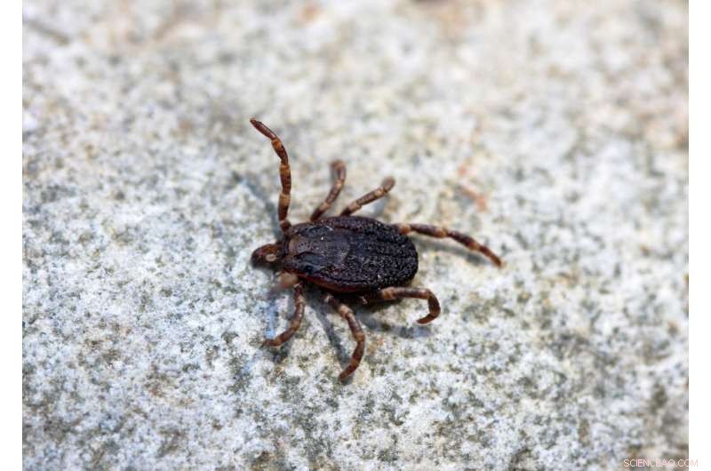 100‑Million‑Year‑Old Amber Reveals Ticks Parasitizing Feathered Dinosaurs