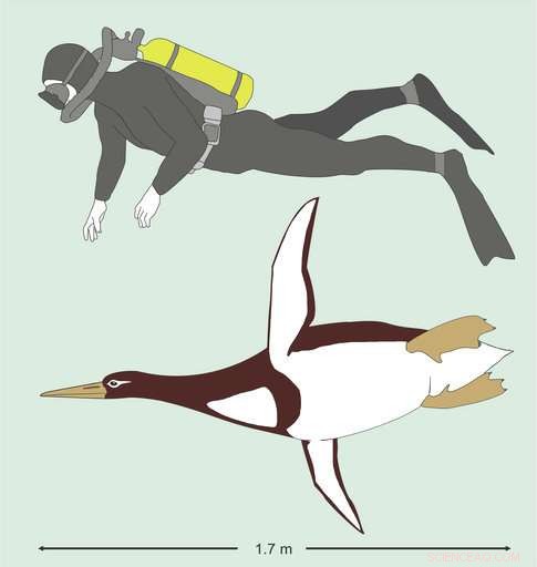 Ancient Giant Penguin Reaches the Size of a Modern Penguin