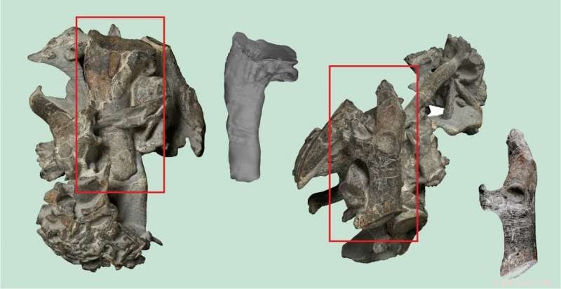 Ancient Giant Penguin Reaches the Size of a Modern Penguin