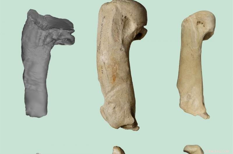 Ancient Giant Penguin Reaches the Size of a Modern Penguin