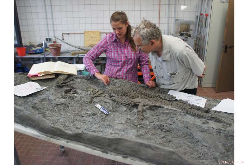 Rhaeticosaurus: The Oldest Plesiosaur’s Mastery of Underwater Flight