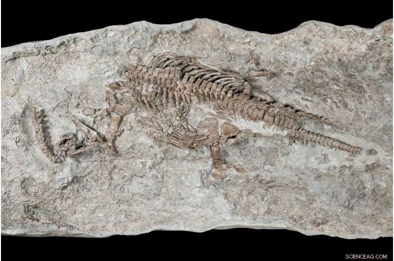 Rhaeticosaurus: The Oldest Plesiosaur’s Mastery of Underwater Flight