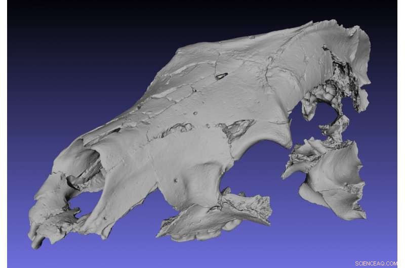 New Fossil Bear Discovery Reveals Sweet Tooth in Canada s High Arctic