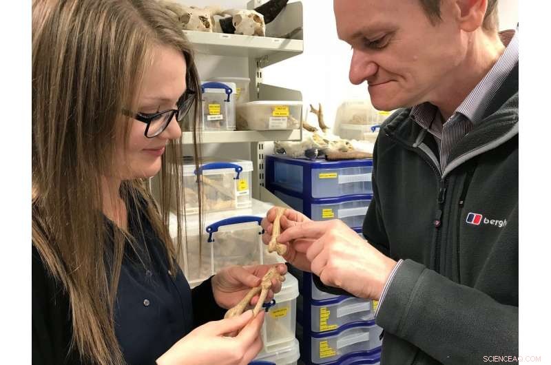 New Archaeological Find in Exeter May Reveal First Turkey Dinner in England