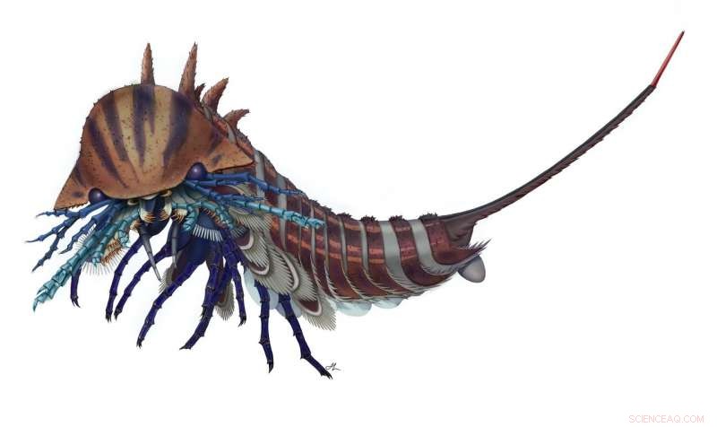 508-Million-Year-Old Sea Predator Unveiled: The Jackknife-Headed Habelia
