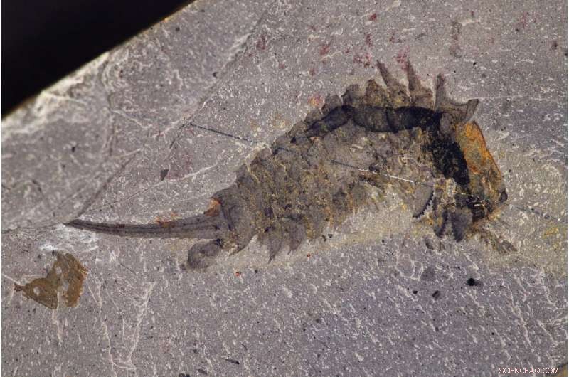508-Million-Year-Old Sea Predator Unveiled: The Jackknife-Headed Habelia