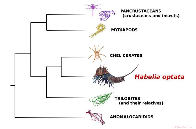 508-Million-Year-Old Sea Predator Unveiled: The Jackknife-Headed Habelia