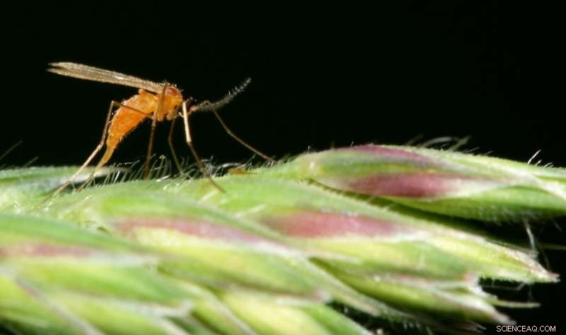 The Physics of Midge Flight: How Tiny Insects Achieve 10g Acceleration