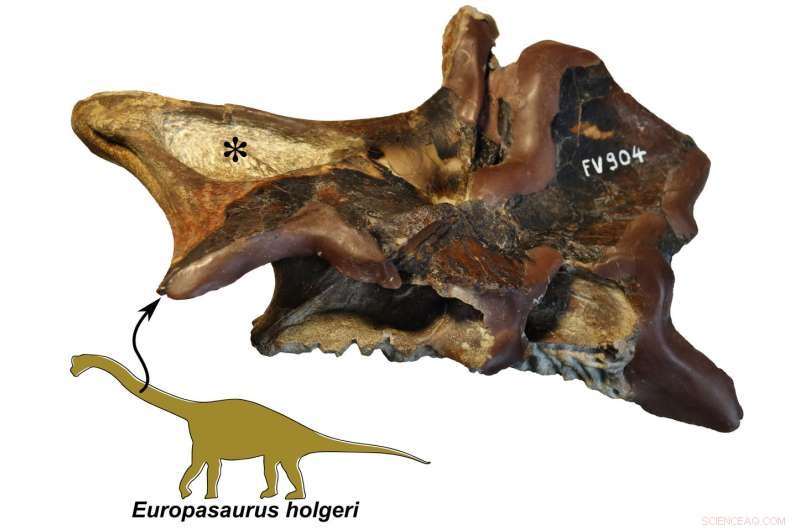 New Study Reveals Air Sacs in Dinosaur Bones, Unveiling Efficient Breathing