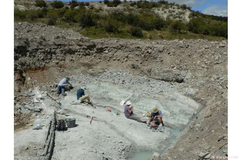 Scientists Discover Giant Extinct Burrowing Bat Fossil in New Zealand