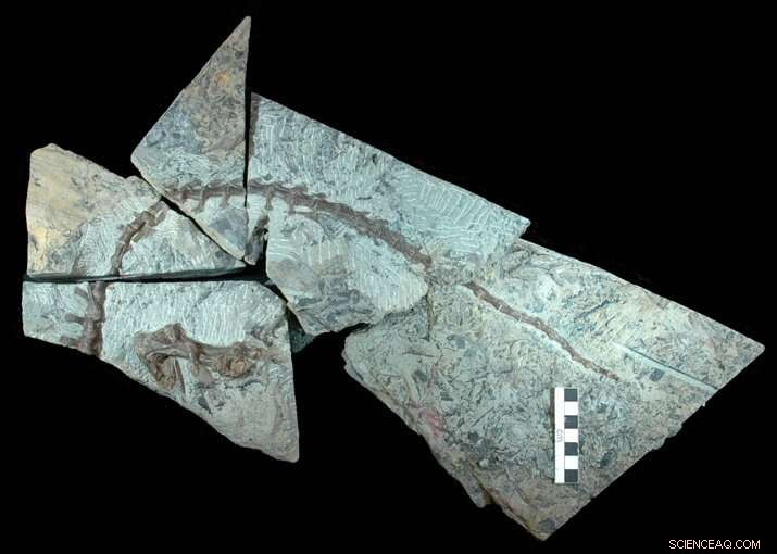 Turkey-Sized Dinosaur Unearthed in 113-Million-Year-Old Australian Log-Jam