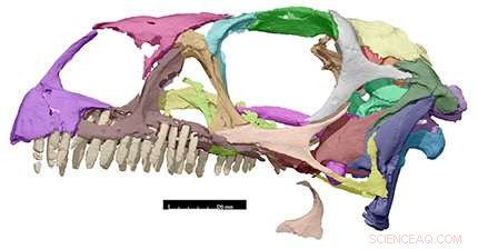 CT Scan Enables 3‑D Printing of Massospondylus Dinosaur Skull, Advancing Paleontological Research