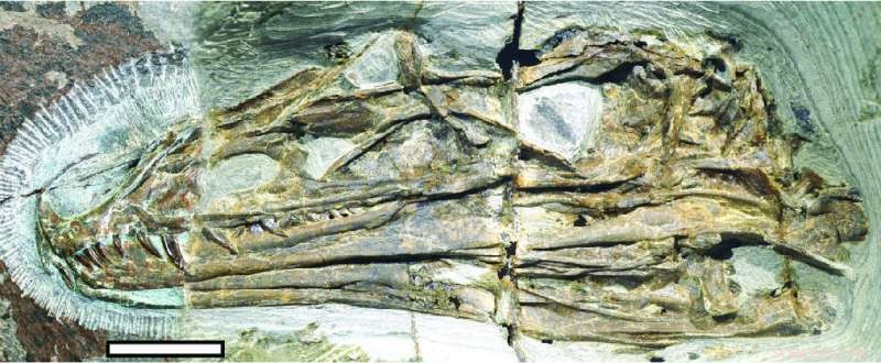 Newly Discovered Tiny Dinosaur’s Iridescent Crest Likely Dazzled Mates