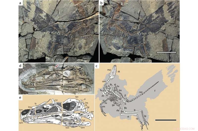 Newly Discovered Tiny Dinosaur’s Iridescent Crest Likely Dazzled Mates