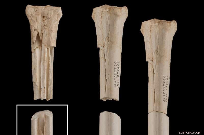 Study Challenges Theory on Early Human Migration Across Europe