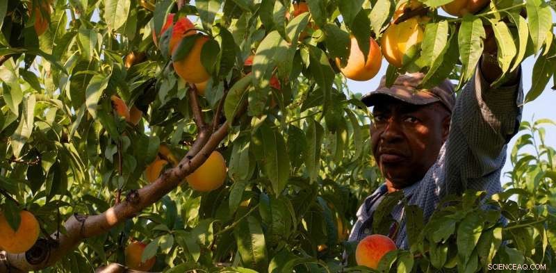 The Hidden Cost of Your Local Produce: A Closer Look at Fairness, Quality, and Worker Rights