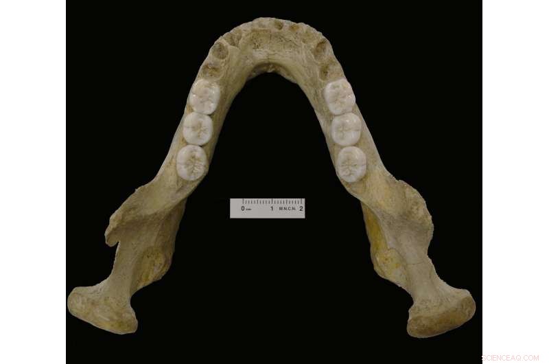 New Montmaurin-La Niche Mandible Illuminates Neanderthal Origins