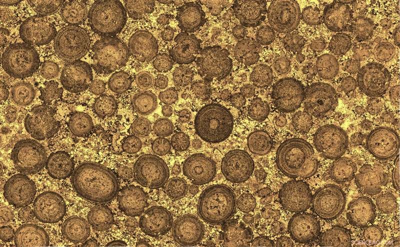 ANU Study Reveals Pentagon and Empire State Building Constructed from 340‑Million‑Year‑Old Microbial Limestone