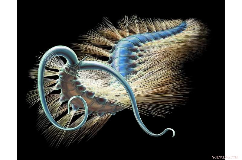 New 508‑Million‑Year‑Old Bristle Worm, Kootenayscolex barbarensis, Sheds Light on Burgess Shale Evolution